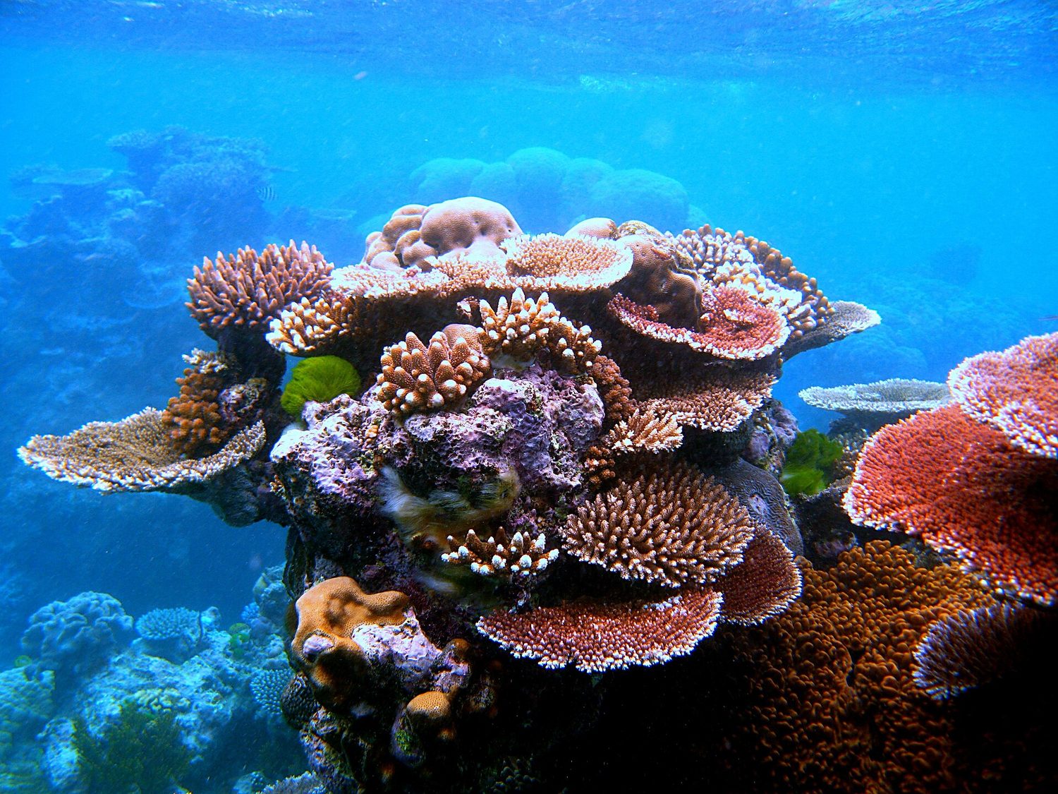 A bright underwater photograph of a coral reef outcrop in clear blue water: many different kinds of coral — flat plate corals, branching staghorn coral and rounded brain coral in pink, purple and brown — packed together with small fish swimming around them