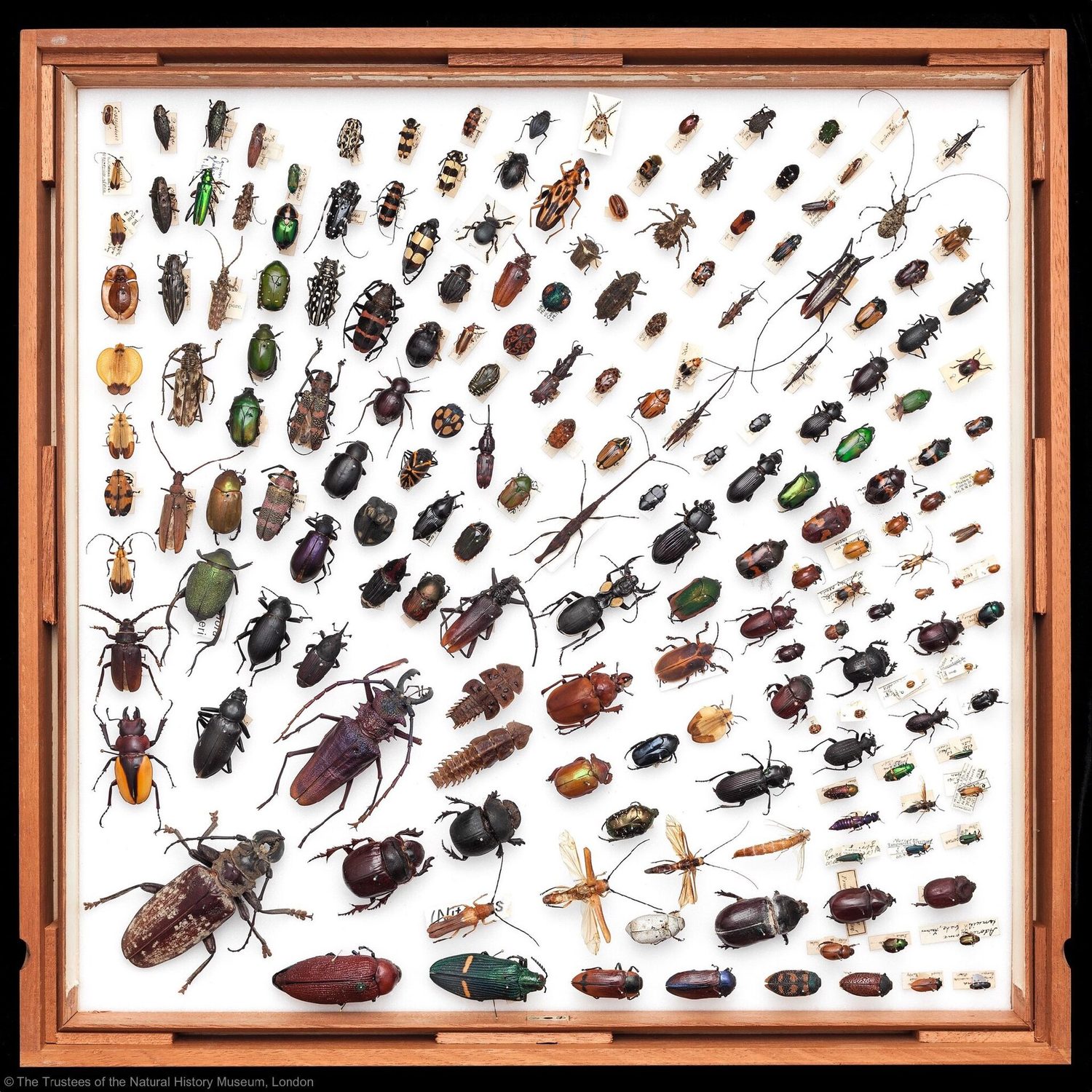 A museum drawer of neatly pinned, labelled insect specimens