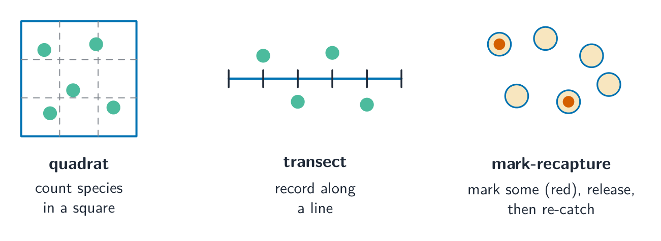 Three sampling methods: a quadrat counting species in a square, a transect recording along a line, and mark-recapture where some animals are marked, released and re-caught