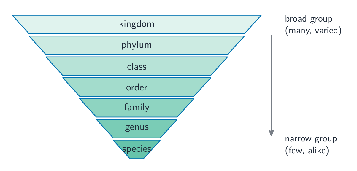 An inverted funnel of seven bands from a broad kingdom at the top down to a narrow species at the bottom, getting smaller and more alike at each level