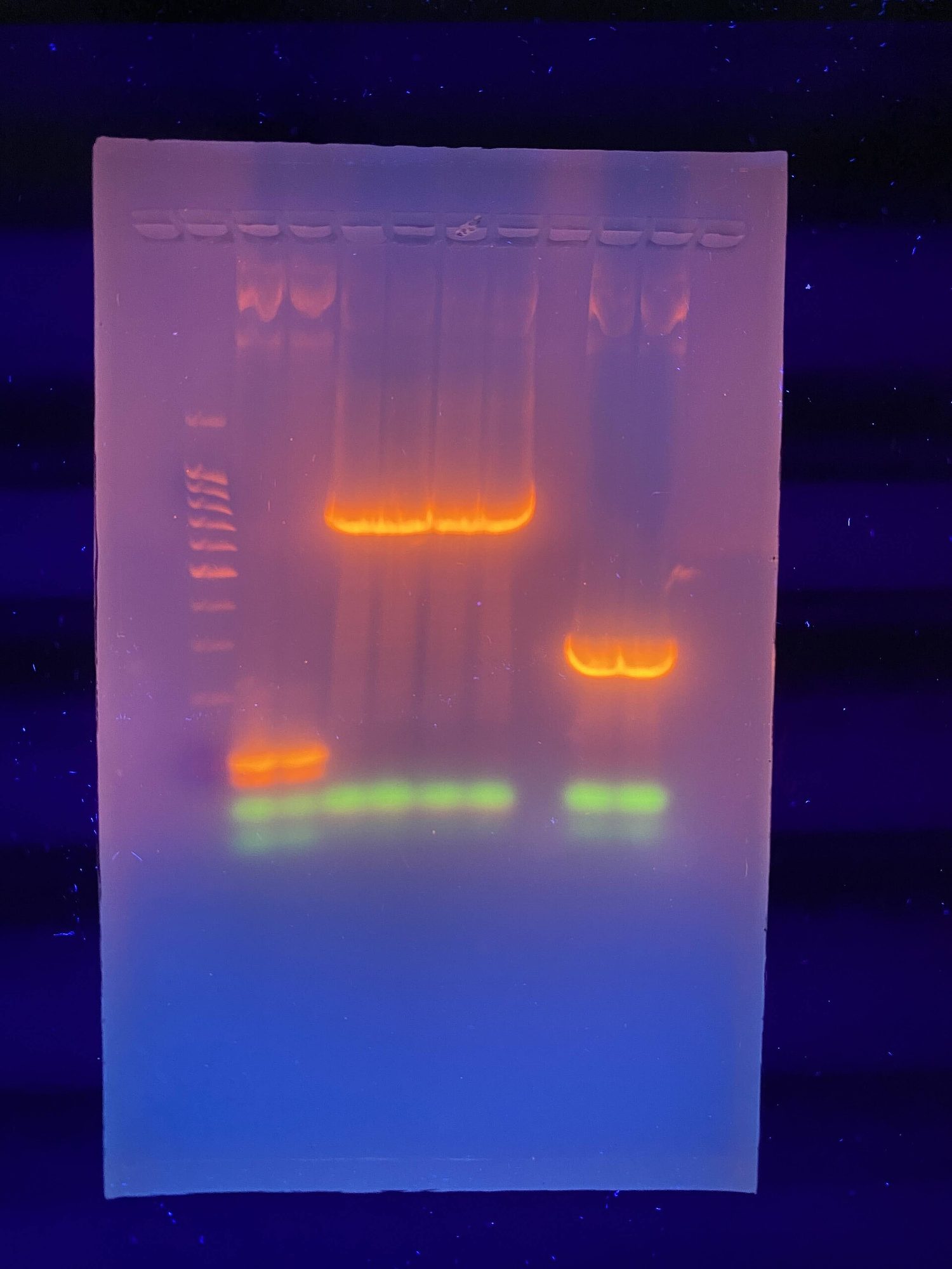 A real agarose gel photographed under ultraviolet light: a stained DNA ladder of evenly spaced bands in the left lane, with bright orange and green bands at different heights in the sample lanes