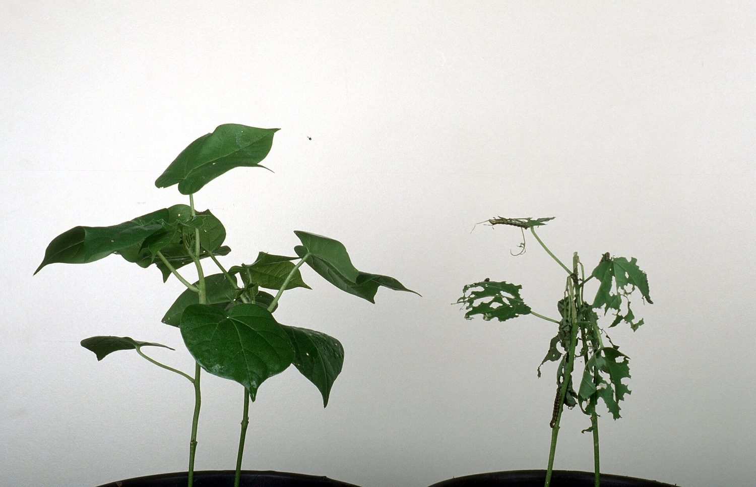 Two cotton plants side by side: the left one has full healthy leaves, the right one has been eaten down to torn stalks by insects
