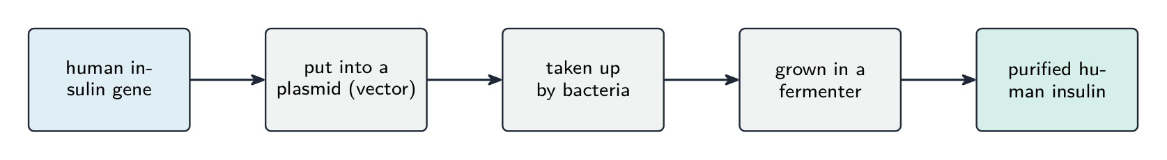 A five-step flow: the human insulin gene is put into a plasmid, taken up by bacteria, grown in a fermenter, then purified into human insulin