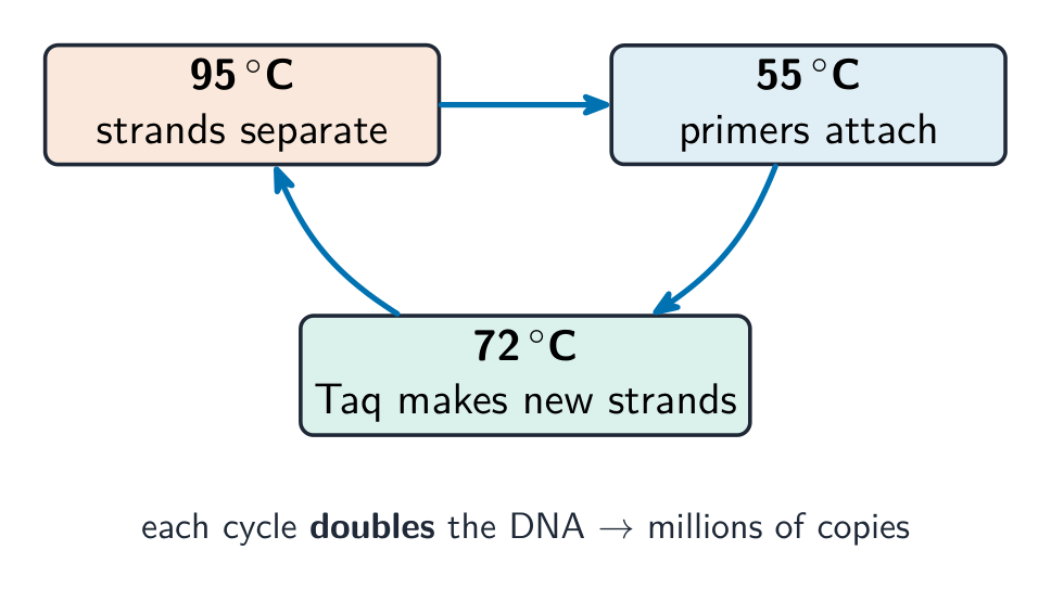 A three-step cycle: heating to 95 degrees separates the strands, cooling to 55 degrees lets primers attach, and 72 degrees lets Taq polymerase build new strands, which repeats to double the DNA each time