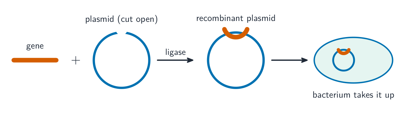 A gene joined into a cut-open plasmid by ligase to make a recombinant plasmid, which is then taken up by a bacterium