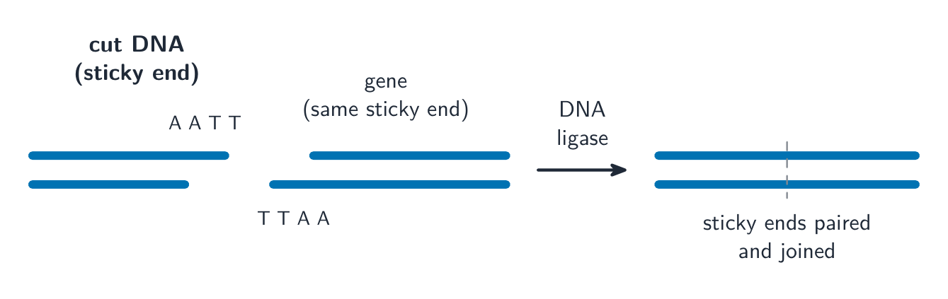 A restriction enzyme leaves a single-stranded sticky end on a cut piece of DNA; a gene cut with the same enzyme has a matching sticky end, so DNA ligase can pair and join them