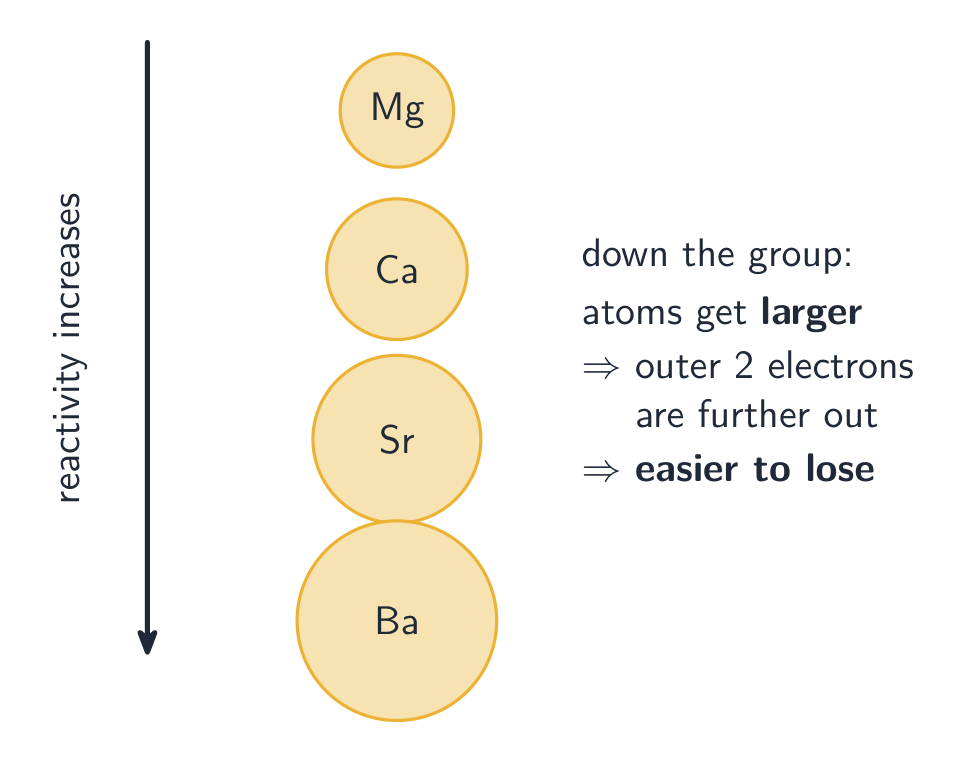 Group 2 atoms growing larger from magnesium down to barium, beside a downward arrow labelled reactivity increases