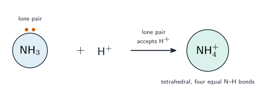 Ammonia with a lone pair on its nitrogen accepts a hydrogen ion to form the tetrahedral ammonium ion