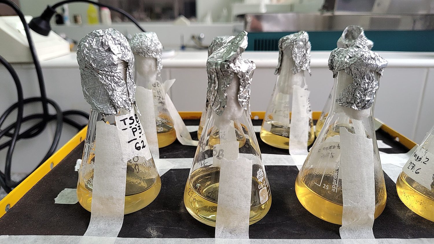 Des erlenmeyers de liquide trouble bouchés avec du papier aluminium, fermentant dans un laboratoire