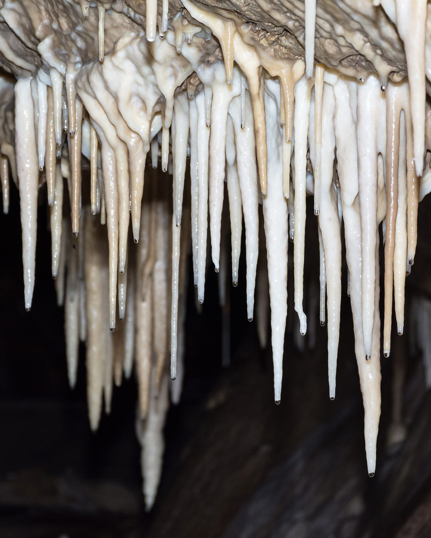 Stalactites hanging from a cave roof