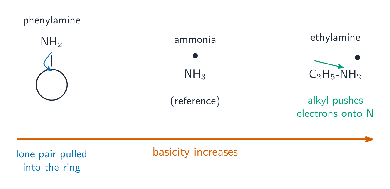 Phenylamine, ammonia and ethylamine along a basicity scale, with the ring pulling the lone pair away in phenylamine and the alkyl group pushing electrons in ethylamine