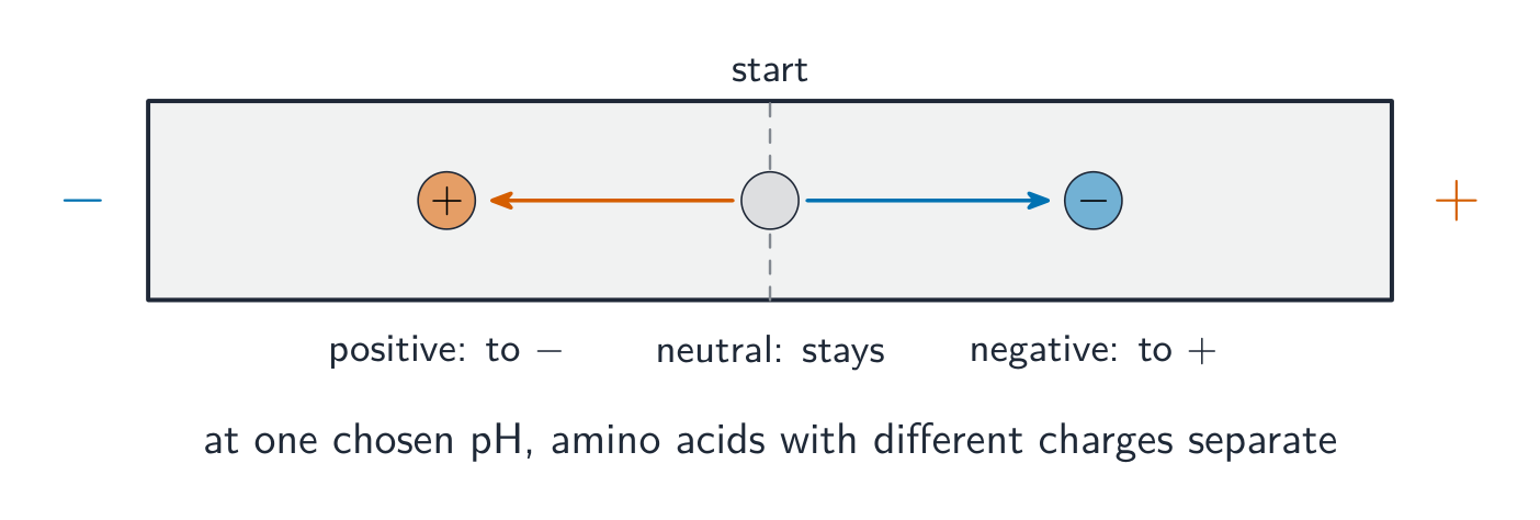 A gel strip with a negative and a positive electrode: a positive amino acid moves towards the negative electrode, a negative one towards the positive, and a neutral one stays put
