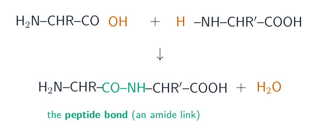 Two amino acids condensing: the OH from one carboxyl and the H from the other amino group leave as water, forming a peptide bond