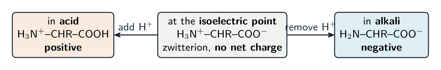 An amino acid drawn three ways: positively charged in acid, a neutral zwitterion at the isoelectric point, and negatively charged in alkali