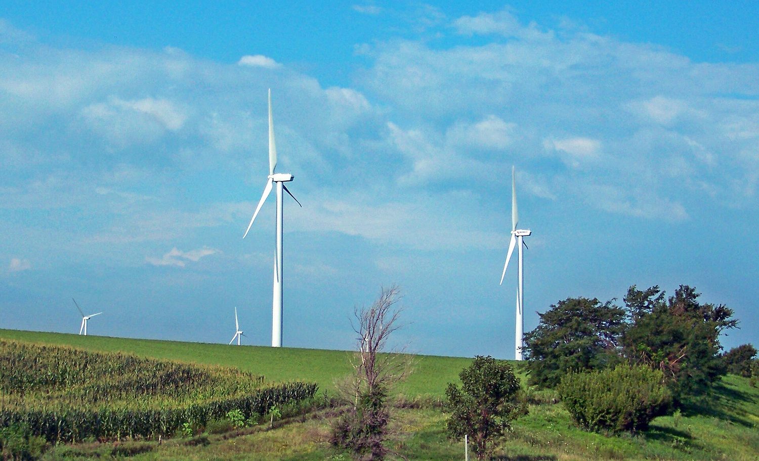 Several tall white wind turbines standing in green farmland under a blue sky
