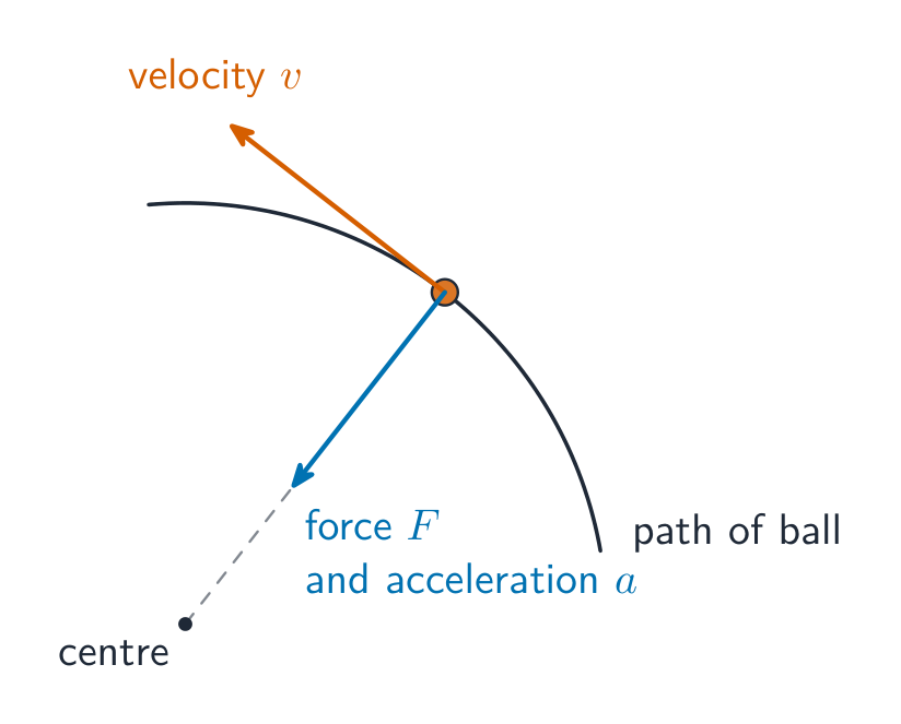 A ball moving along a circular path: its velocity points along the tangent while the force and acceleration point inwards towards the centre