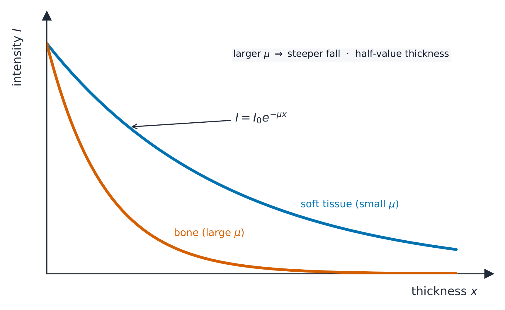 A graph of intensity against thickness: both curves fall exponentially, but soft tissue with a small attenuation coefficient falls slowly while bone with a large coefficient falls off fast