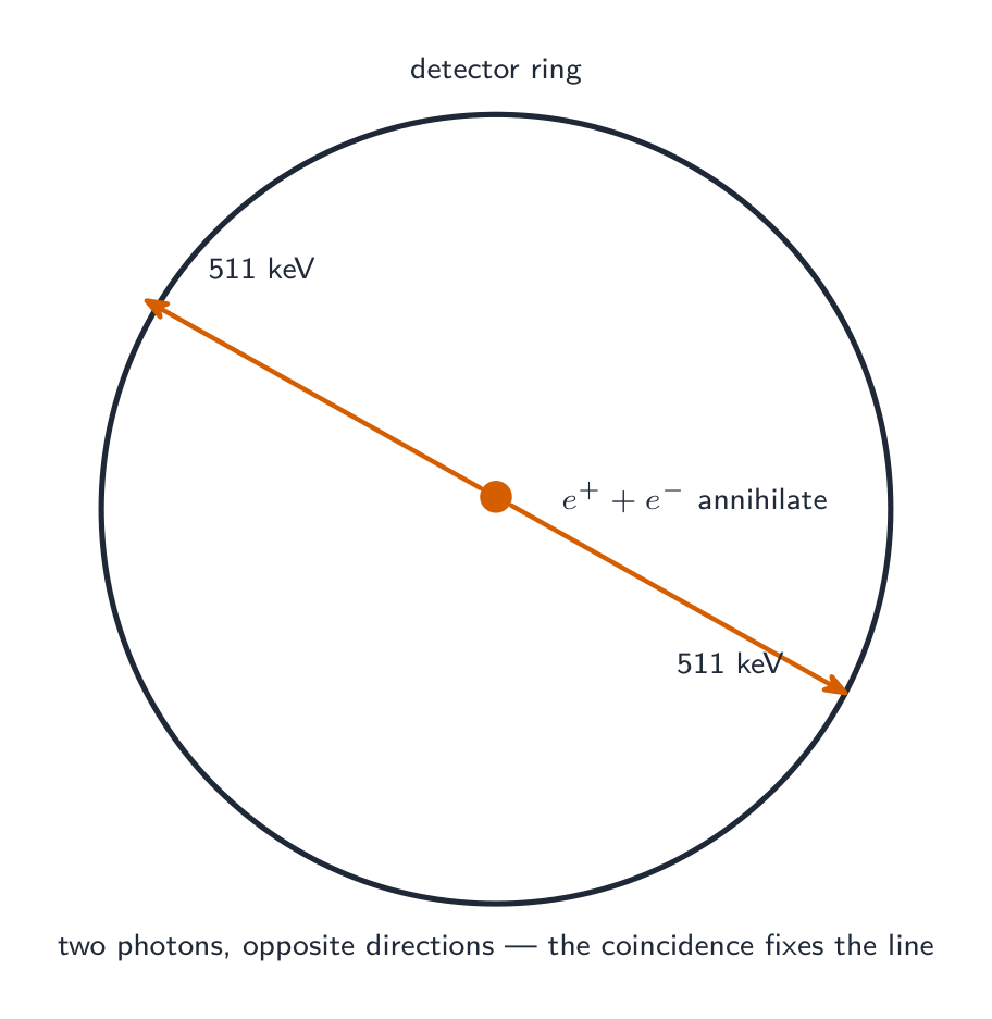 In PET a positron and electron annihilate inside a detector ring, producing two 511 keV photons that fly off in opposite directions; the two simultaneous arrivals (a coincidence) fix the line the annihilation lay on