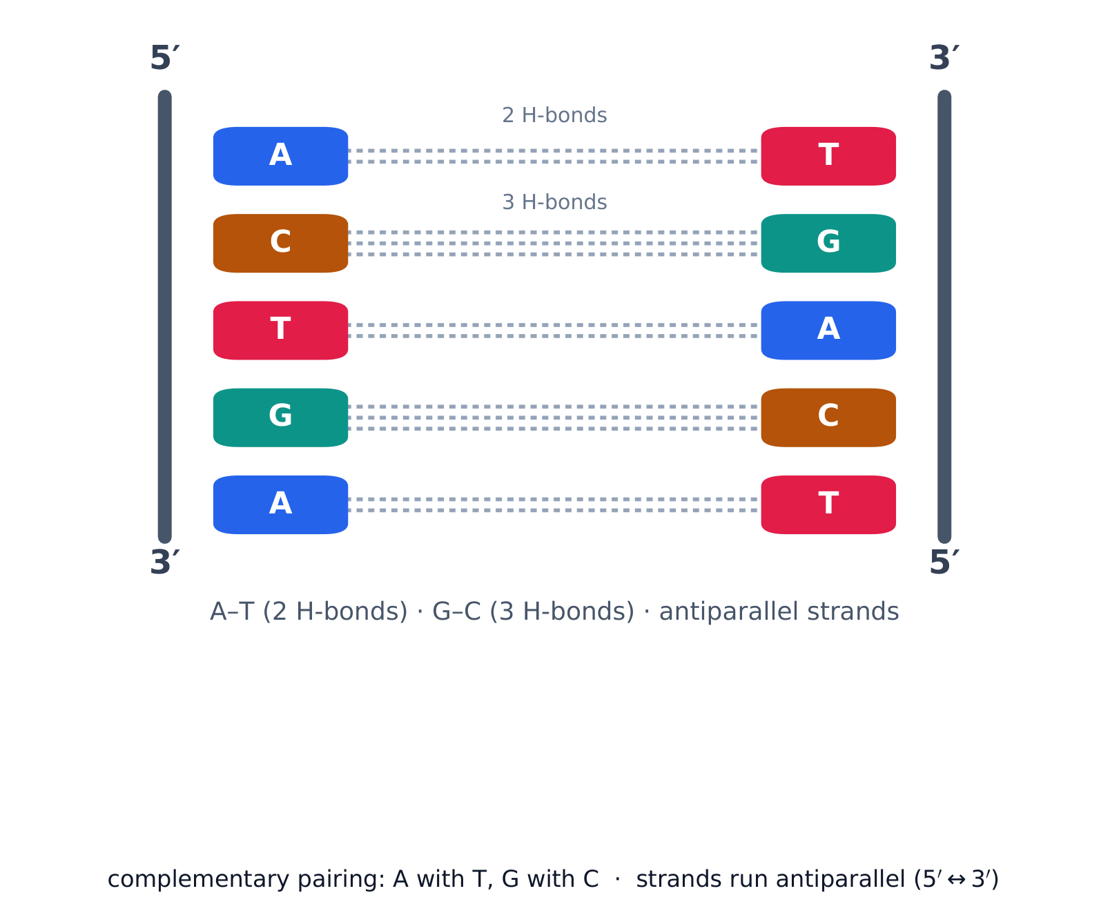 Complementary base pairing holds the two antiparallel strands of DNA together
