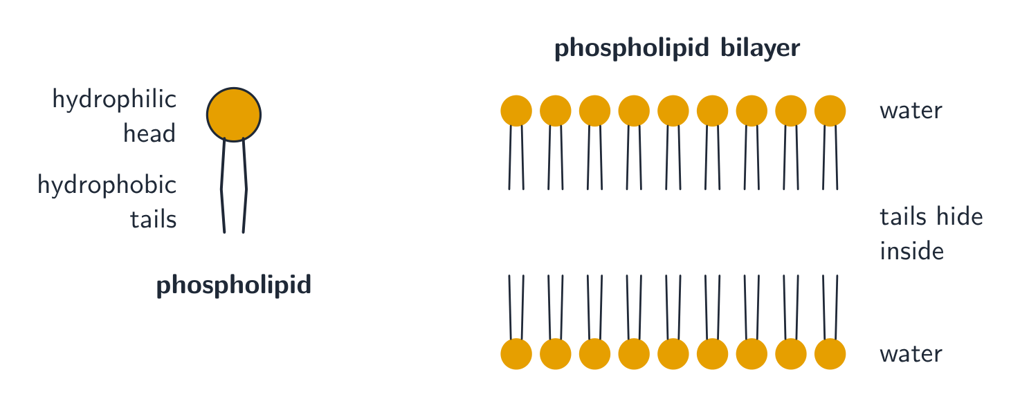 A phospholipid has a polar head and two nonpolar tails, so phospholipids form a bilayer