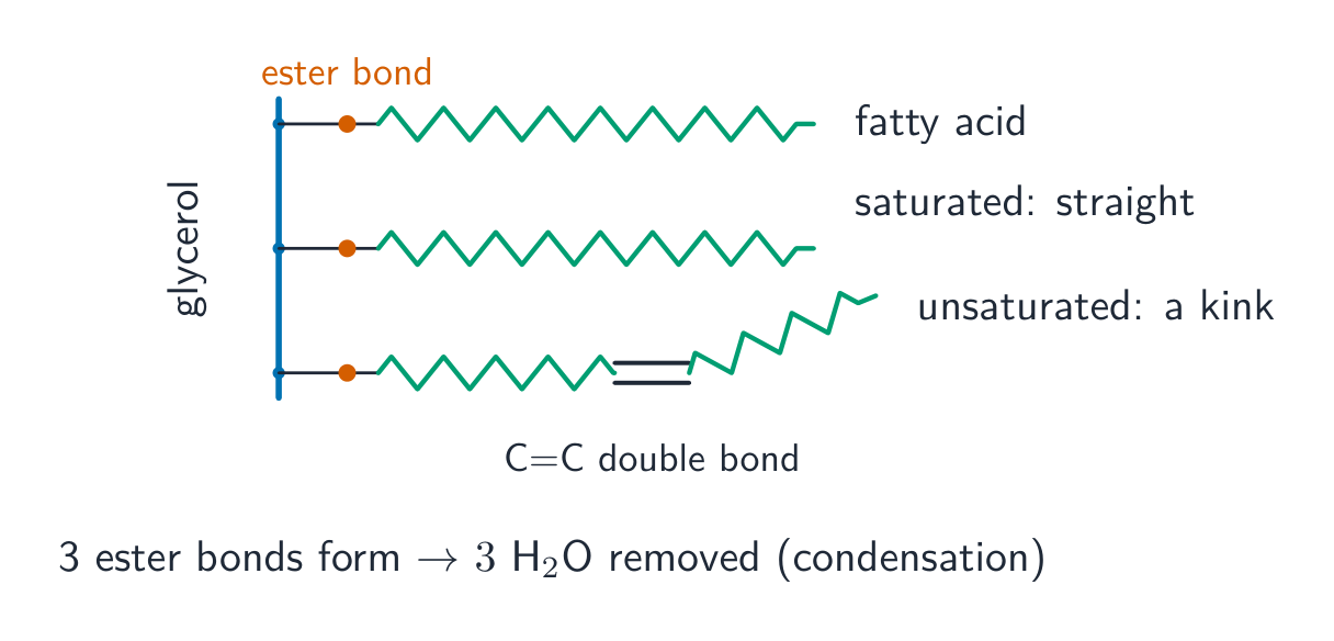 A triglyceride: glycerol joined to three fatty acids