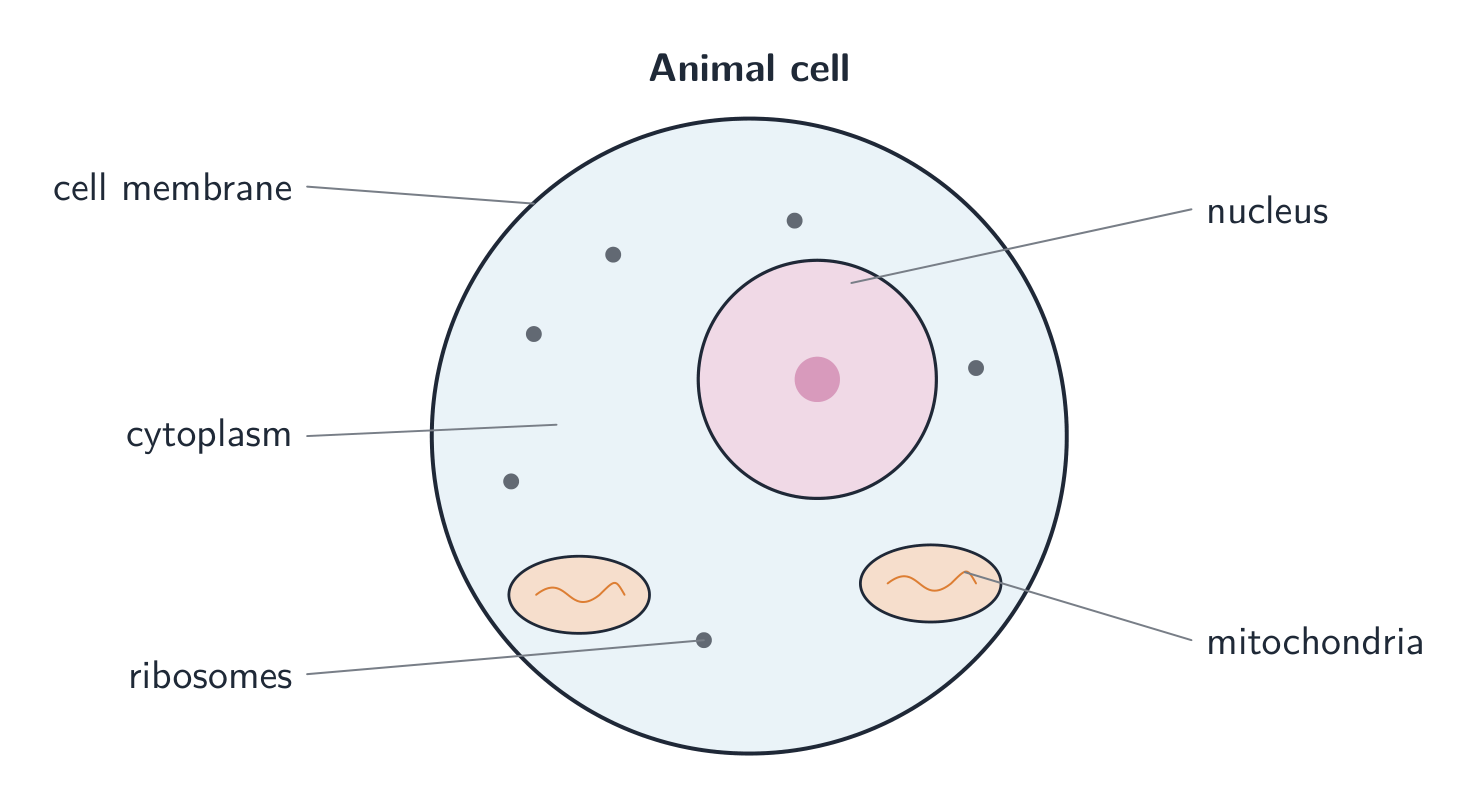 A generalised animal cell and its organelles