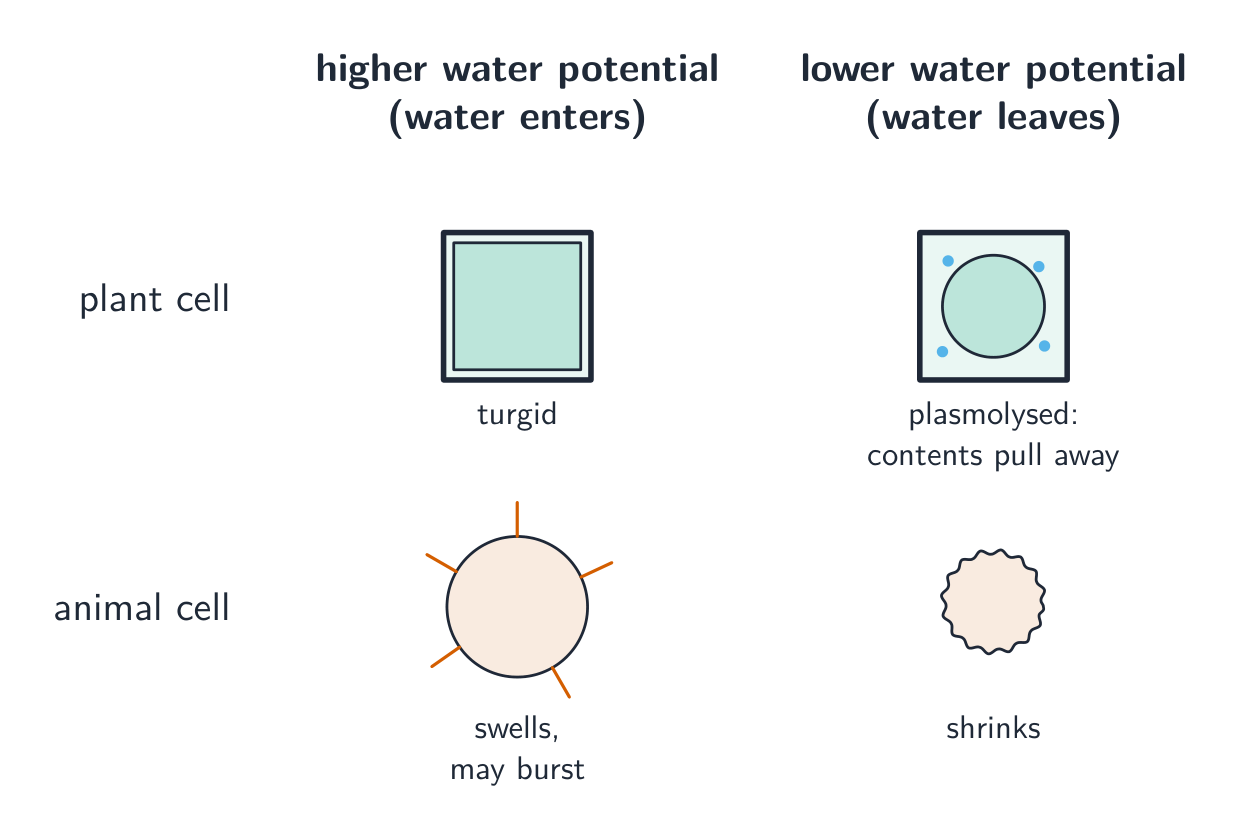 How plant and animal cells respond to solutions of different water potential