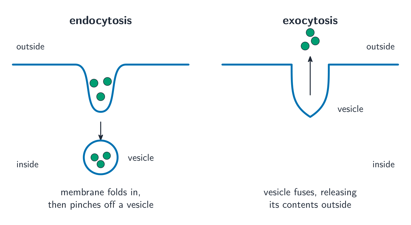 Endocytosis brings material in; exocytosis releases it out