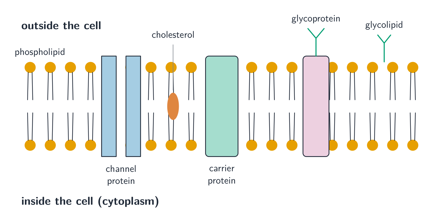 The fluid mosaic model of the cell membrane