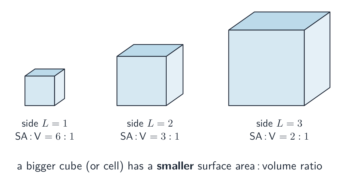 The surface-area-to-volume ratio falls as a cell gets bigger