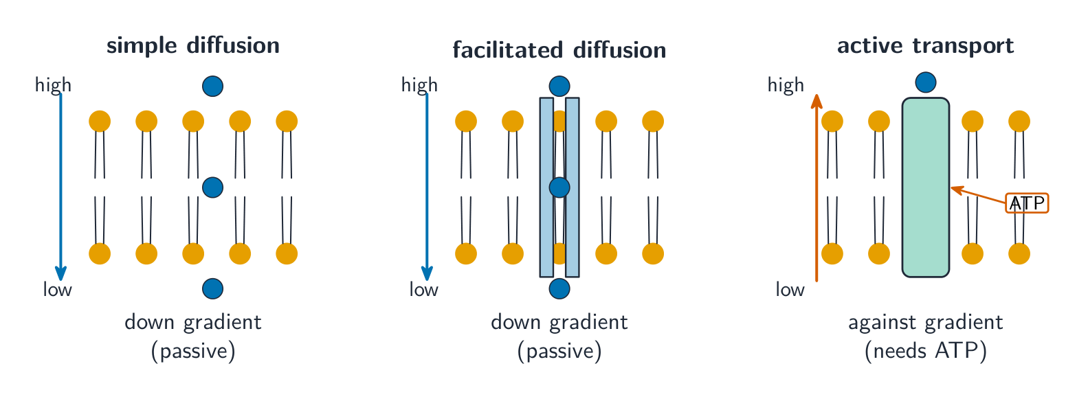 Three ways substances cross the membrane