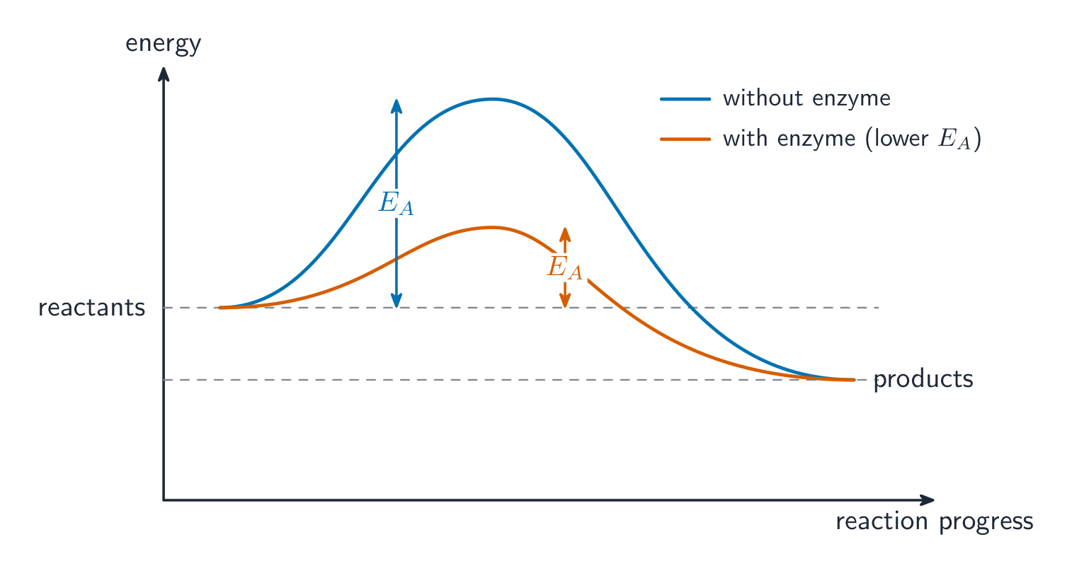 An enzyme lowers the activation energy of a reaction