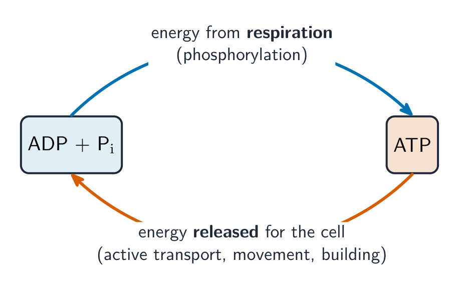 The ATP-ADP cycle stores and releases energy