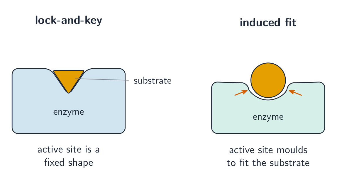 The lock-and-key and induced-fit models of enzyme action