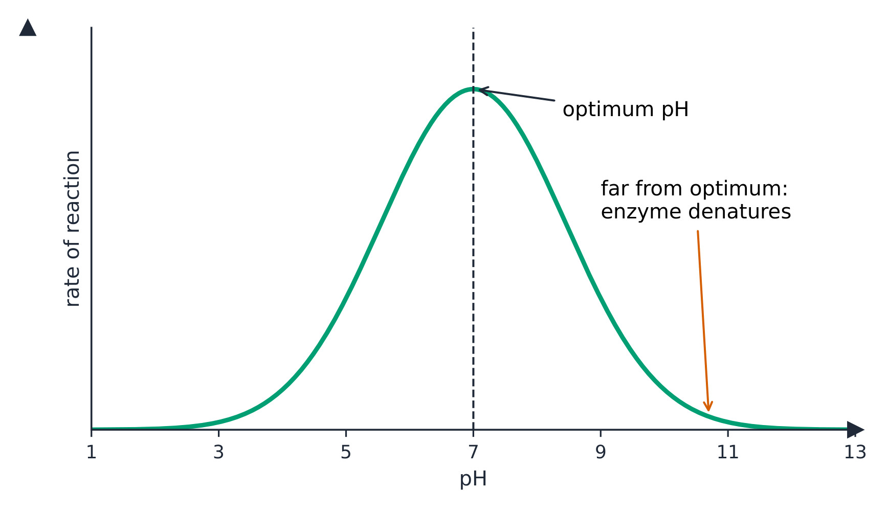 Each enzyme has an optimum pH