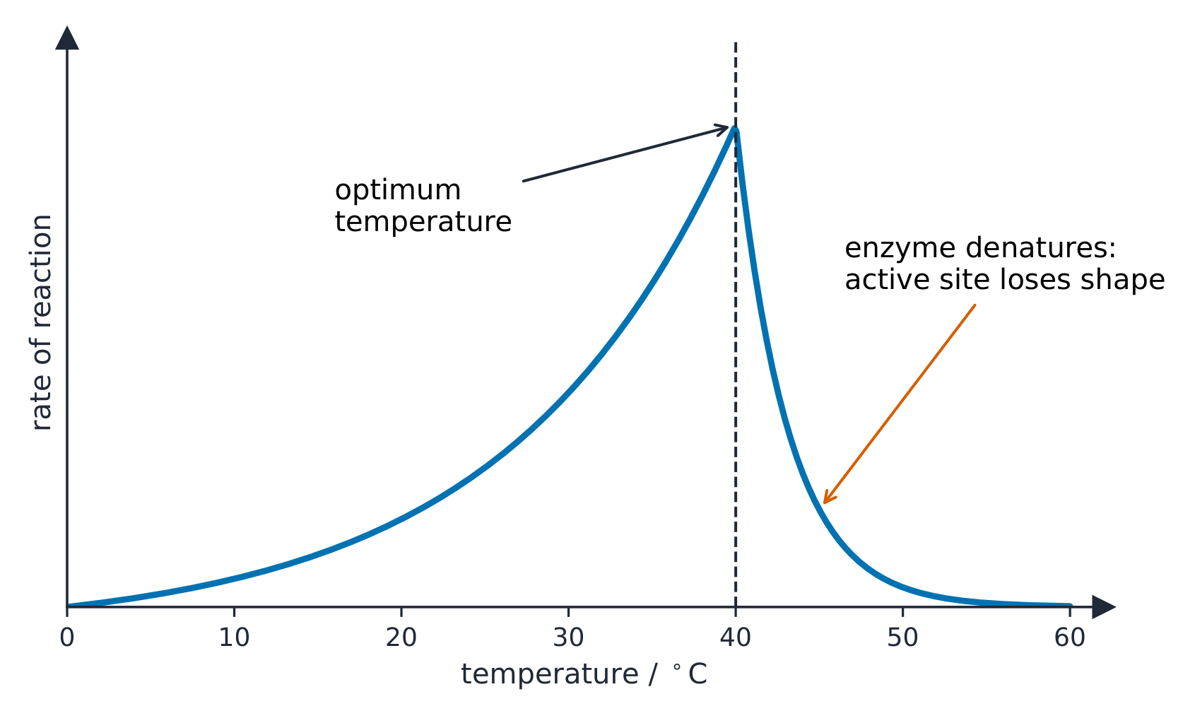 Rate rises to an optimum temperature, then falls as the enzyme denatures