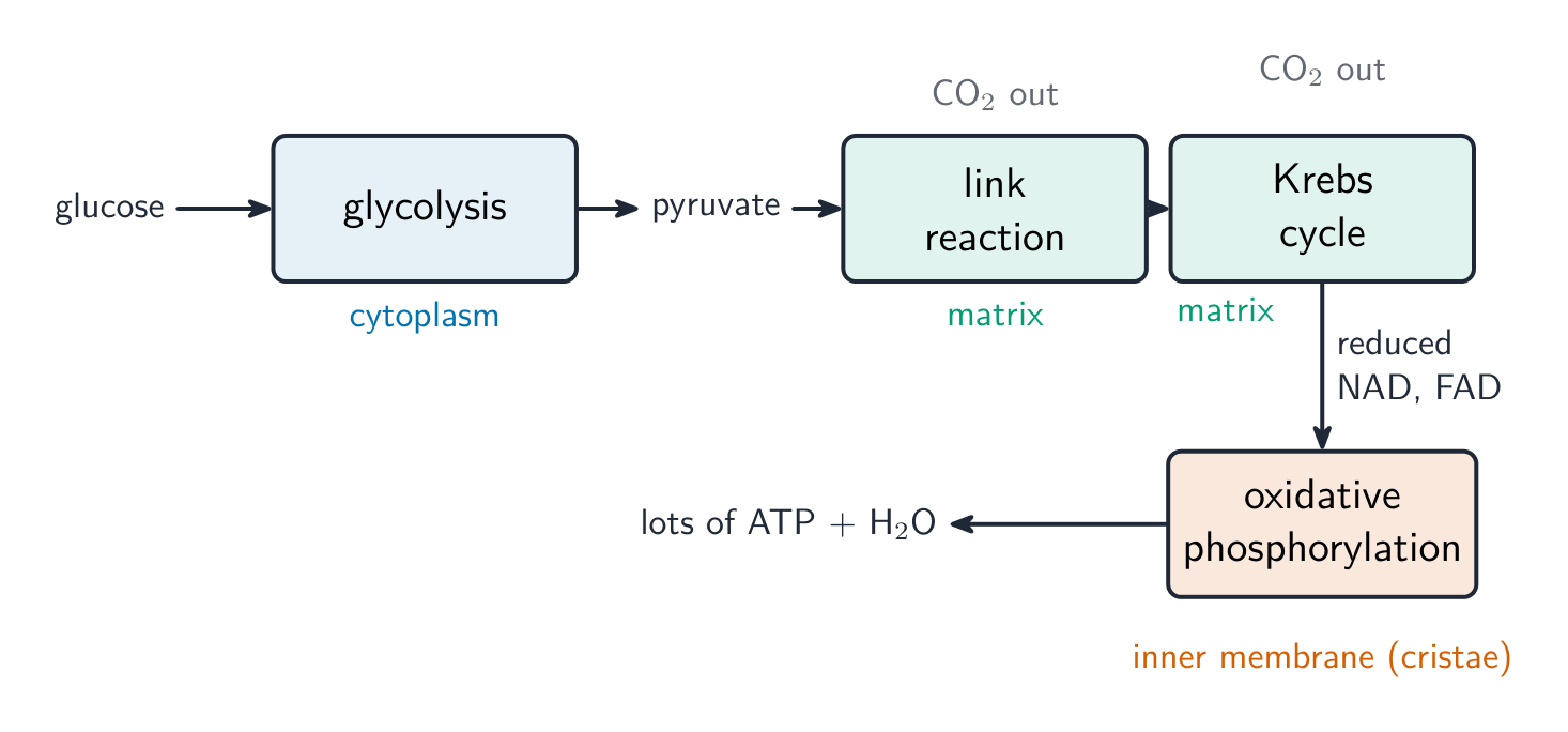 The stages of aerobic respiration and where in the cell they happen