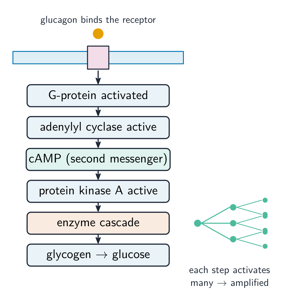 A signalling cascade amplifies the message inside the cell