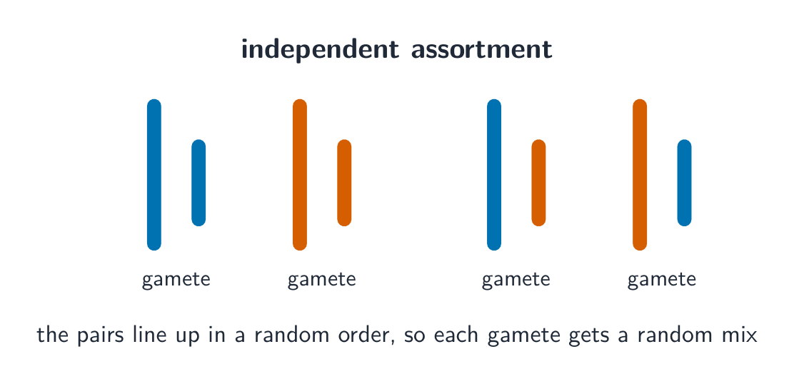 Independent assortment produces many gamete combinations