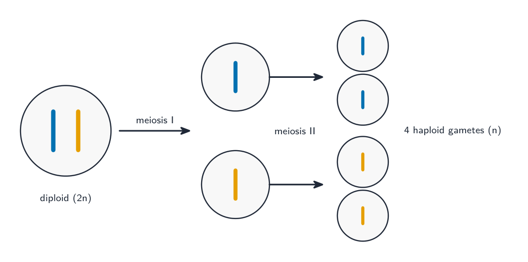 Meiosis halves the chromosome number in two divisions