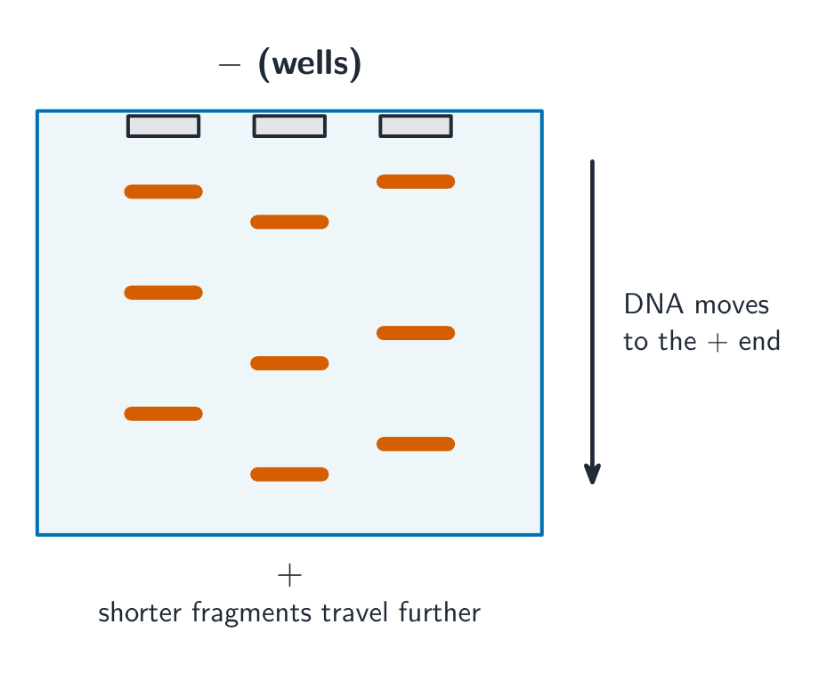 Gel electrophoresis separates DNA fragments by length