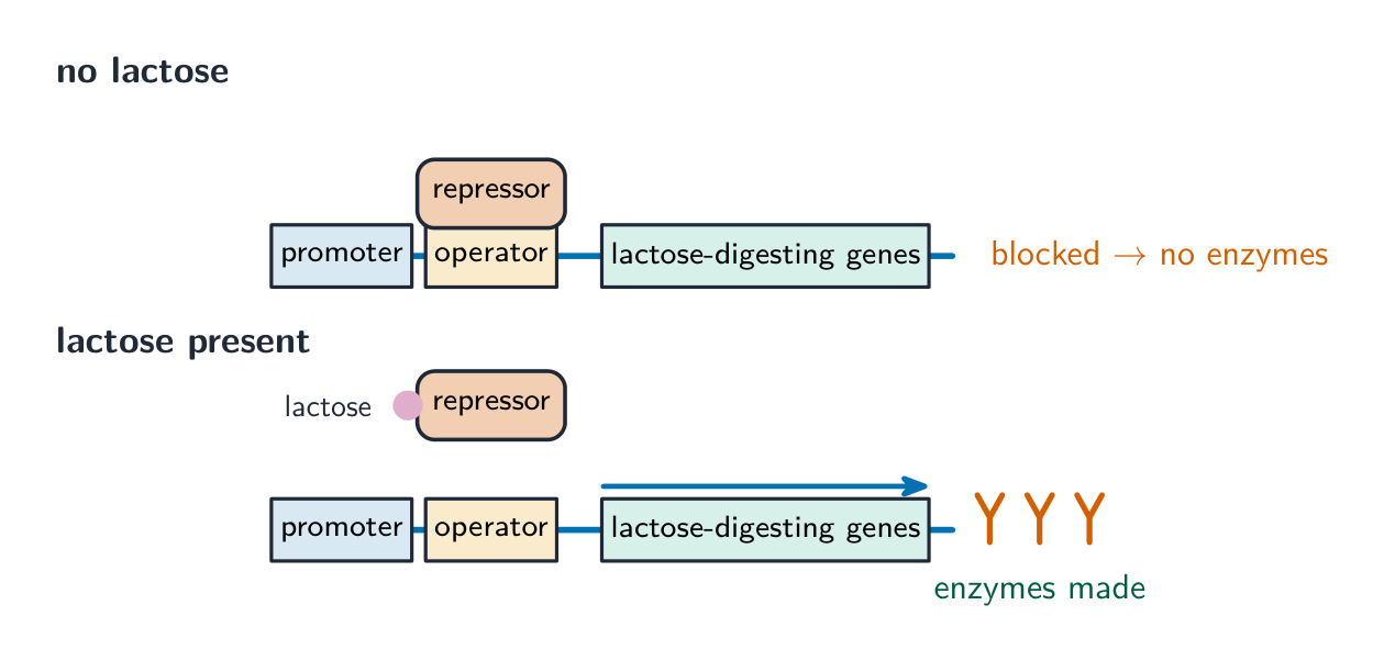 The lac operon switches genes on only when lactose is present