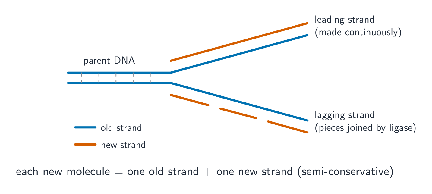 Semi-conservative DNA replication at a replication fork