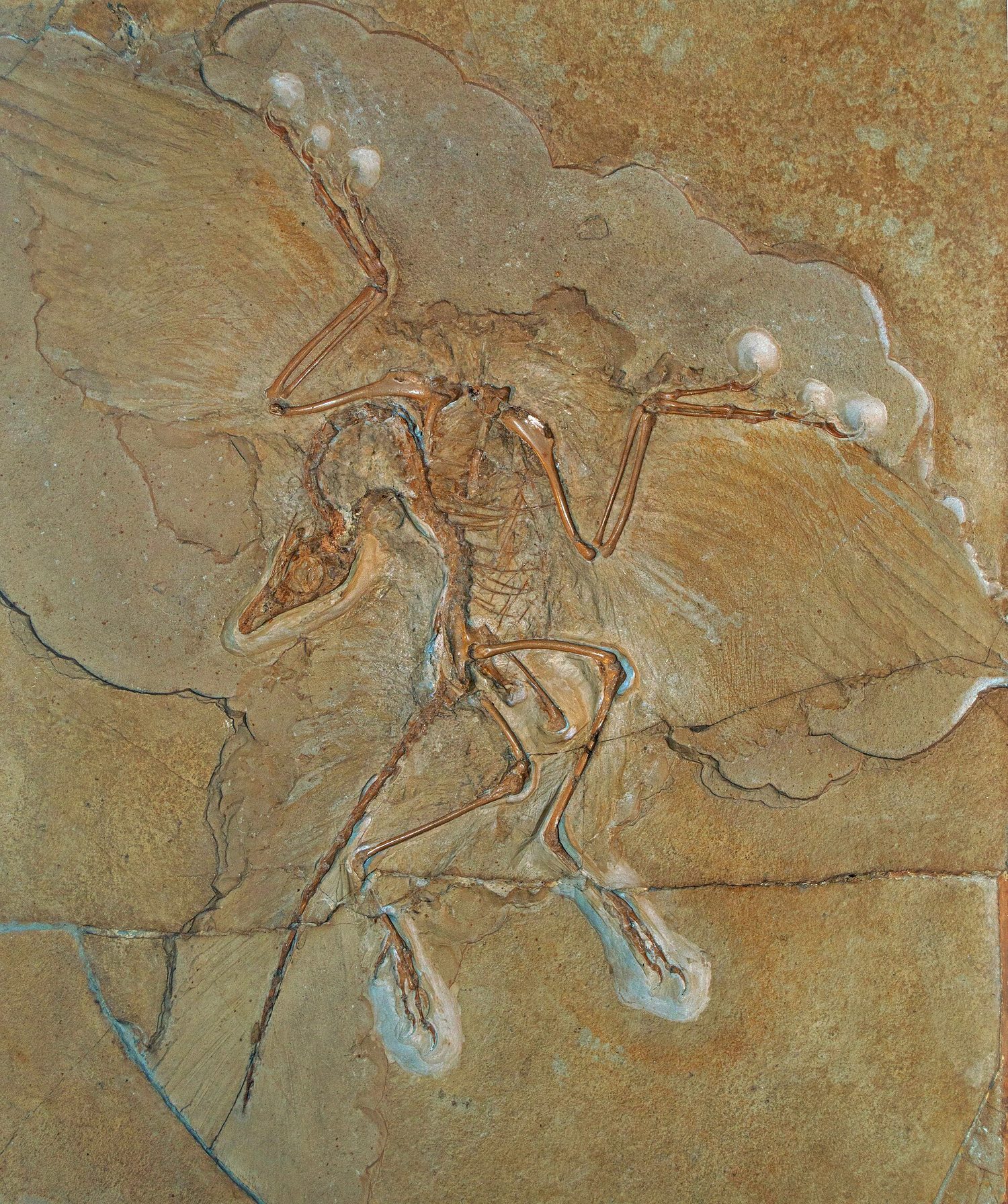 Archaeopteryx fossil: feathers plus reptilian features — evidence of common ancestry