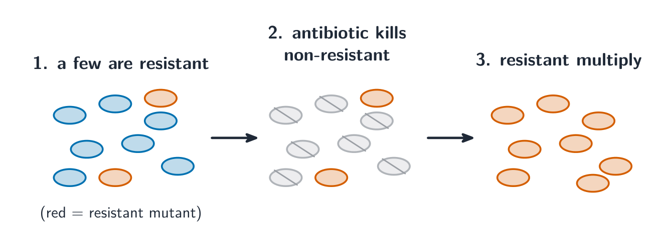 How antibiotic resistance spreads through a population by natural selection