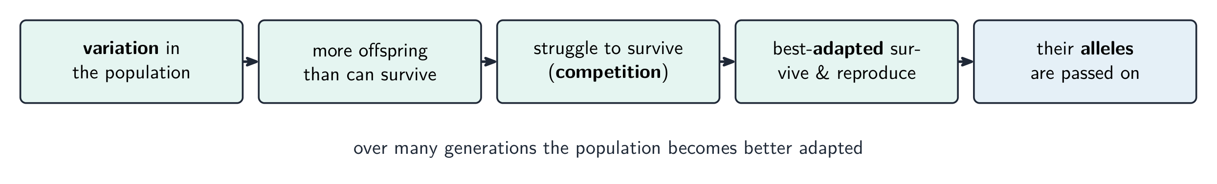 Natural selection: the best-adapted survive, reproduce, and pass on their alleles