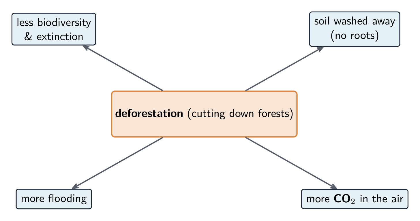 Deforestation lowers biodiversity and causes erosion, flooding, and higher CO2
