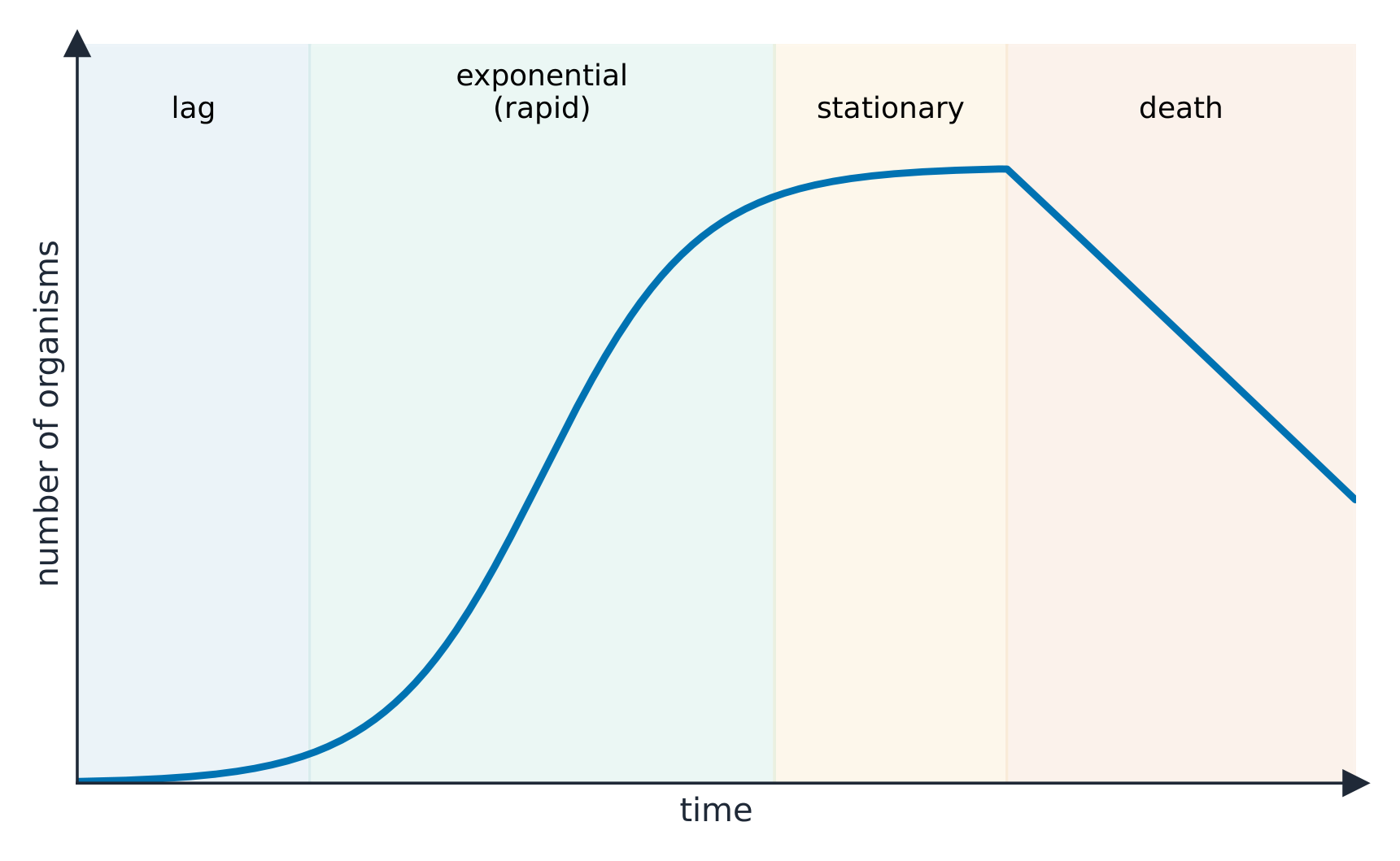 Population growth: lag, exponential, then levelling off at the carrying capacity