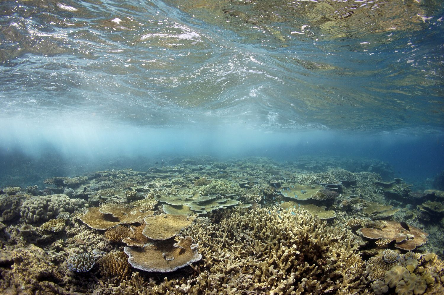 An underwater view of a coral reef just below the sea surface, covered in corals