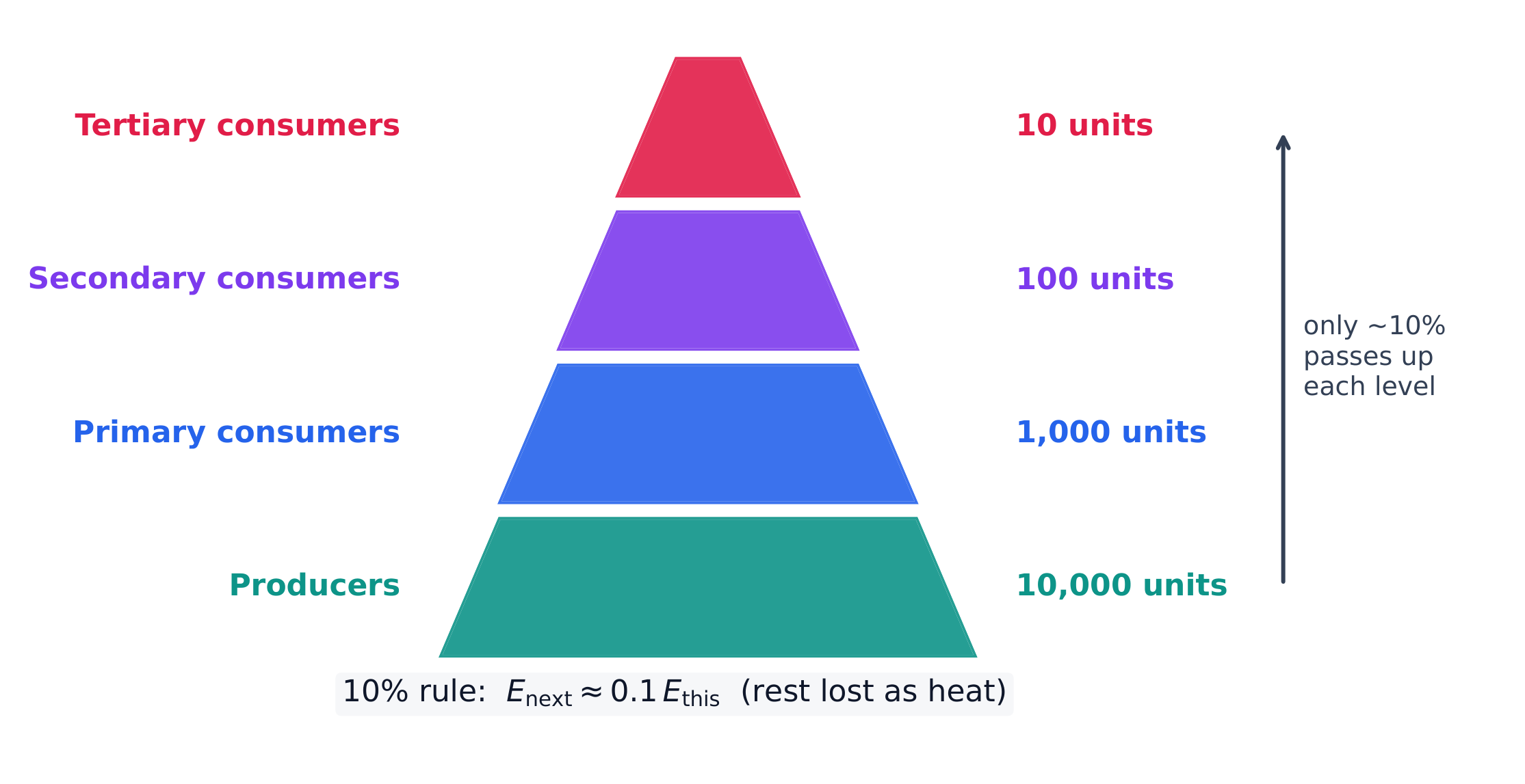 An energy pyramid: only about 10% of energy passes to the next trophic level
